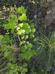 Ribes viscosissimum