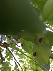 Phylloxera caryaegummosa