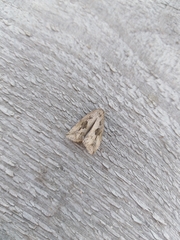 Endothenia quadrimaculana
