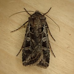 Euxoa divergens