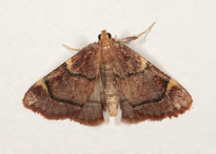 Hypsopygia thymetusalis