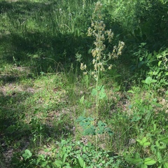 Thalictrum venulosum