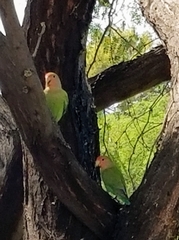 Agapornis roseicollis