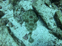 Diplobatis ommata