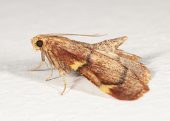 Hypsopygia thymetusalis