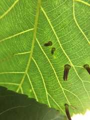 Caryomyia subulata