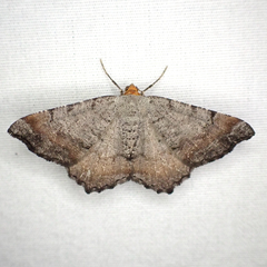 Macaria distribuaria