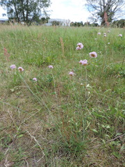 Armeria maritima elongata