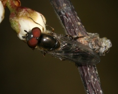 Platycheirus ambiguus