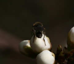 Platycheirus ambiguus