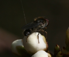 Platycheirus ambiguus