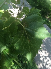 Platanus occidentalis