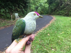 Ptilinopus porphyraceus