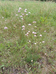 Armeria maritima elongata