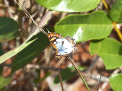 Ariconias glaphyra