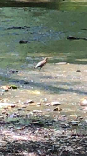 Green Heron photographed in Kentucky