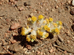 Eriophyllum pringlei