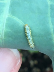 Evergestis rimosalis
