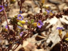 Phacelia fremontii