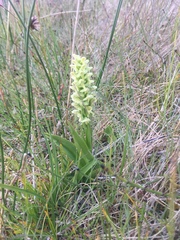 Platanthera hyperborea