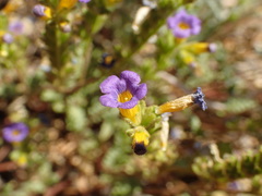 Phacelia fremontii