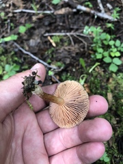 Lactarius occidentalis