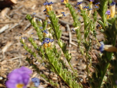 Phacelia fremontii