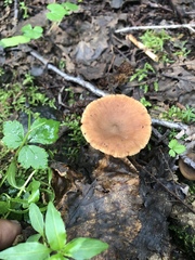 Lactarius occidentalis