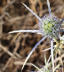 Eryngium tenue