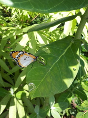 Danaus chrysippus chrysippus