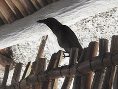 Corvus splendens