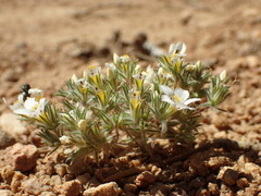 Linanthus killipii