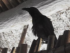 Corvus splendens