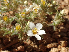 Linanthus killipii