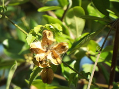 Serjania brachycarpa