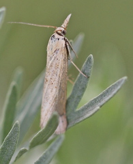 Pediasia luteella