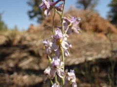 Delphinium parishii