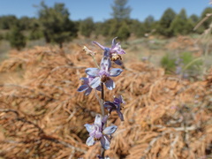 Delphinium parishii