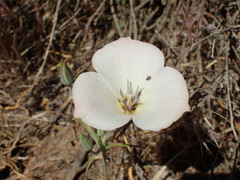 Calochortus invenustus