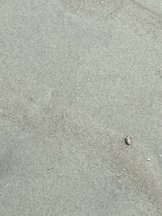 Habroscelimorpha dorsalis