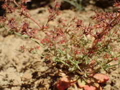 Centrostegia thurberi