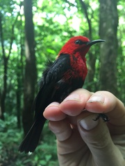 Myzomela nigriventris