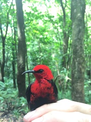 Myzomela nigriventris