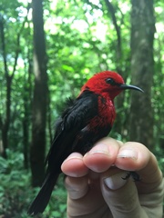 Myzomela nigriventris