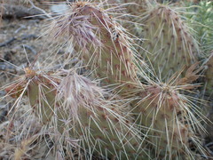 Opuntia polyacantha