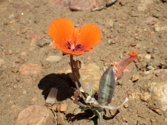 Calochortus kennedyi