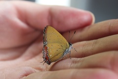 Heliophorus