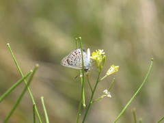 Satyrium behrii