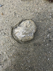 Aequorea victoria