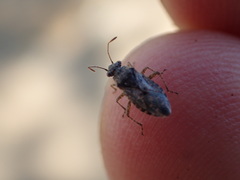 Brachycarenus tigrinus